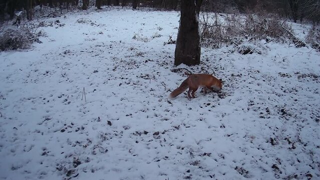 red fox is looking for food in an old snowy winter apple orchard