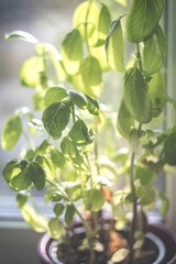 Beautiful closeup of a plant on with beautiful green leaves
