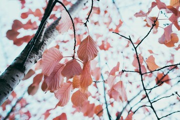 Beautiful autumnal background of red leaves