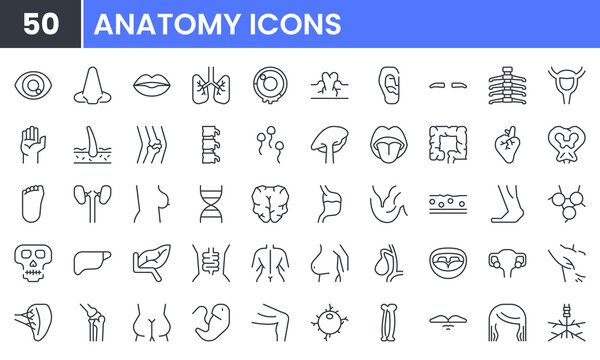 Human anatomy and Internal organ vector line icon set. Contain linear outline icons like heart, brain, neuron, liver, lung, bone, muscle, mouth, eye, breast, stomatch, bowel. Editable use and stroke.