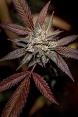 Vertical shot of a flowered kush cannabis plant on a dark background