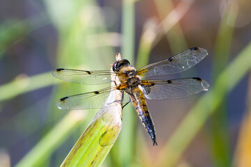 Vierfleck Libelle (Libellula quadrimaculata) 
