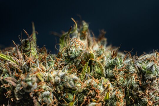 Closeup shot of a flowered kush cannabis plant on a dark background
