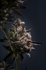 Closeup shot of the Mary Jane hemp bud on a dark background