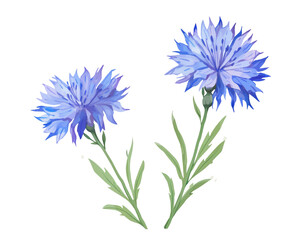 Cornflowers flowers remove background , flowers, watercolor, isolated white background