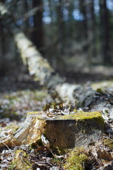 Vertical shot of a wooden tree stump covered in moss in a forest in a blurred background