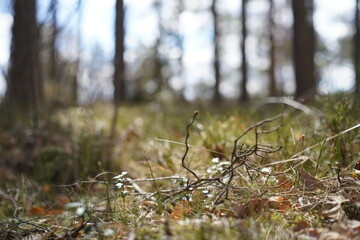 Closeup shot of small wooden twigs on the grassy ground in a forest in autumn