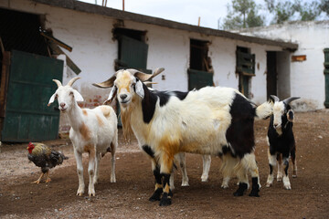 Obraz premium Goat family in farm stable. Male goat, female goat and little goats. Domestic farm animals. Goat cattle. Cattle raising. Goats in old field farm.