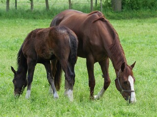Fototapeta premium Selective of horses grazing in a green meadow
