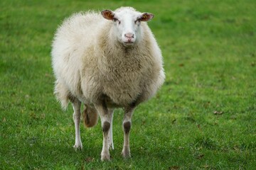 Closeup shot of a sheep walking in the green field and looking at the camera