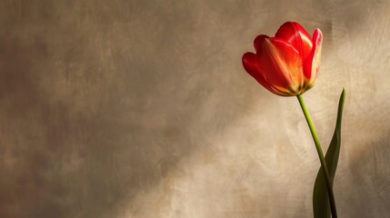 Solitary Red Tulip on Warm Textured Canvas
