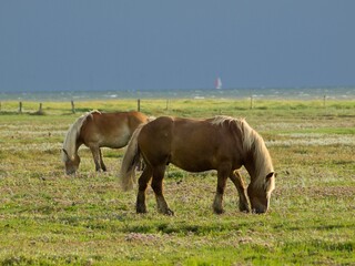 Obraz premium Beautiful horses eating from grassland in the grazing pasture