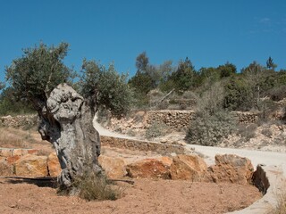 Obraz premium Rural area with green trees on a sunny day with blue sky