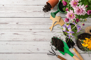 Garden care concept: top view of flowers, tools (watering can, spade, gloves, rope, rake, trowel),...