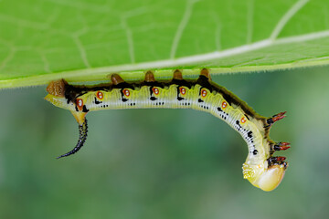 A large sphinx caterpillar with black spots is crawling on a leaf - 775039852
