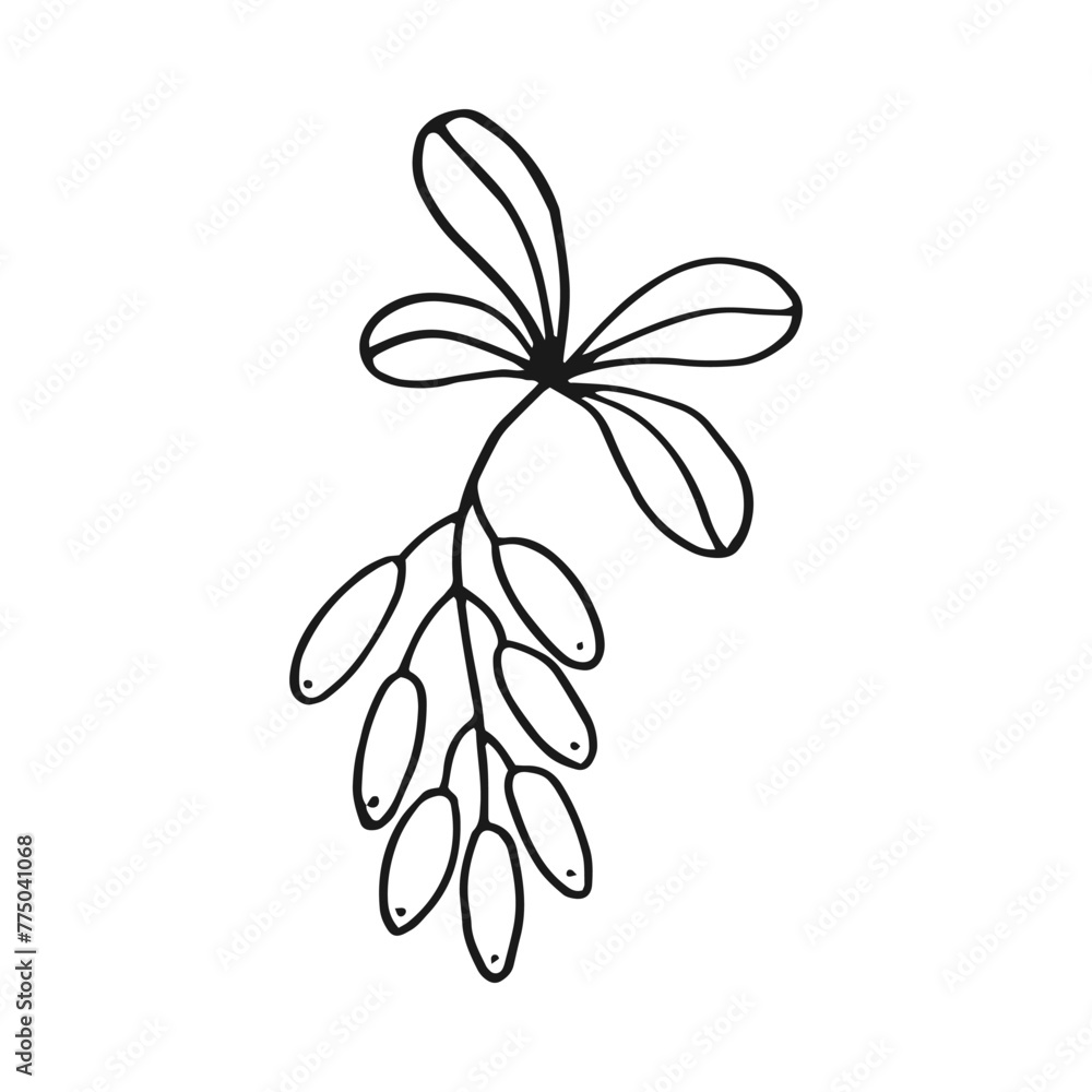 Canvas Prints branch with leaves and barberry. botanical element. hand drawn vector illustration in outline style.