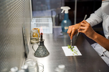 cientista analisando plantas experimento