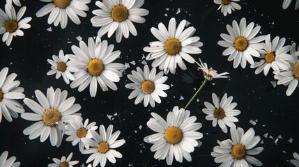 a black background with white daisies