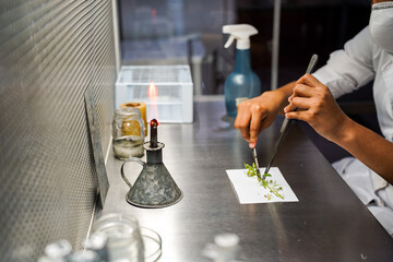 Laboratório, cientista cortando plantas