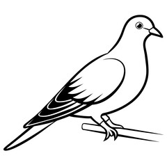Fototapeta premium dove of peace