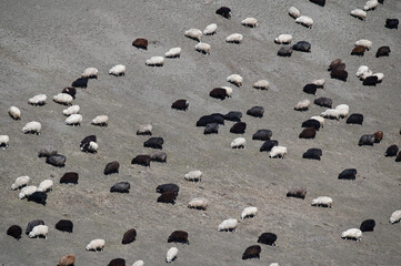 Flock of sheep in high mountains. Caucasus, Kabardino-Balkaria, Bezengi Gorge, Russia - 775042657