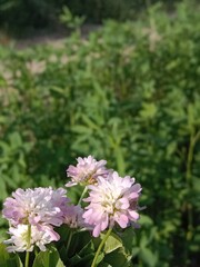 trifolium resupinatum l flower bunch or Bunch of flower of the Persian clover in the garden.pink trifolium flower with green background 