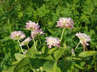 trifolium resupinatum l flower bunch or Bunch of flower of the Persian clover in the garden.pink trifolium flower with green background 