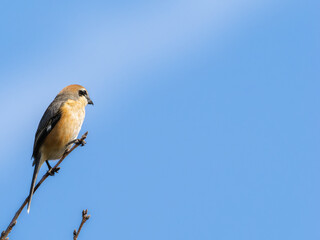 木の枝にとまるモズ