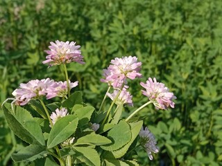 trifolium resupinatum l flower bunch or Bunch of flower of the Persian clover in the garden.pink trifolium flower with green background 