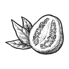 Half of sliced common guava sketch. Vector illustration of isolated tropical or exotic fruit for agriculture or botany, recipe or cook book. Natural and organic nutrition for vegetarian or vegan. Food