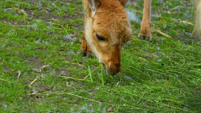 young red alpaca eating grass