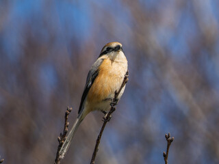 木の枝にとまるモズ