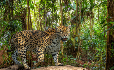 Close-up of a Jaguar (Panthera onca), adult male. Lives in Mexico, Central America, northern half...