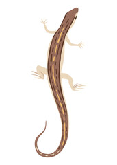 Lizard icon. Tropical colorful decorative amphibian. Fauna character in wildlife or zoo. Wildlife colorful creature isolated on white illustration