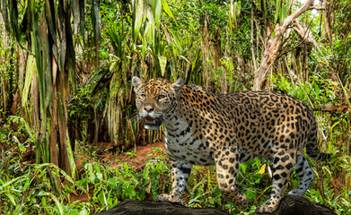 Close-up of a Jaguar (Panthera onca), adult male. Lives in Mexico, Central America, northern half of South America, Brazil.