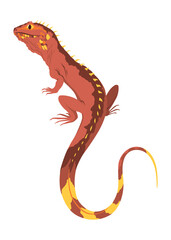 Obraz premium Lizard icon. Tropical colorful decorative amphibian. Fauna character in wildlife or zoo. Wildlife colorful creature isolated on white illustration