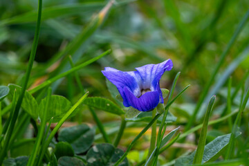 blaue Veilchen Blüte in grünem Gras