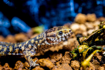 イボヨルトカゲのマクロ