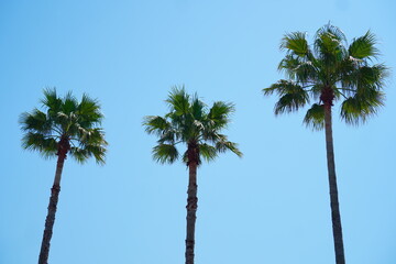 ヤシの木。よく晴れた11月の千葉県浦安市の風景。