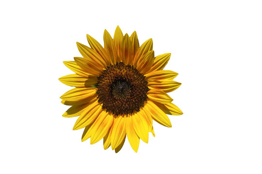 Sunflowers isolated on white background.  Make clipping path.