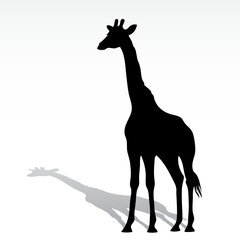 giraffe black silhouette animal outline with shadow vector illustration