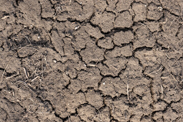 texture of the earth in cracks from drought, top view
