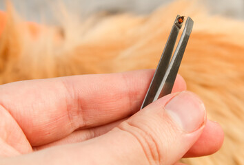 A hand with tweezers with a pulled out tick against a background of red fur.