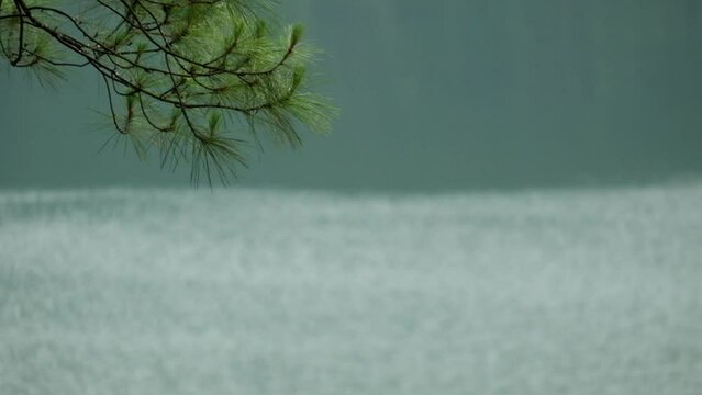 Close-up pine needles swaying in the wind with blurred lake background. Natural forest detail with soft motion and tranquil waters. Serene outdoor nature concept