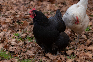 Schöne Henne im Garten