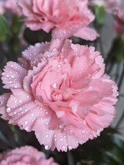 pink Carnations flower with the water drops
