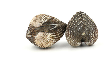 Fresh cockles on a white background. Natural seafood..
