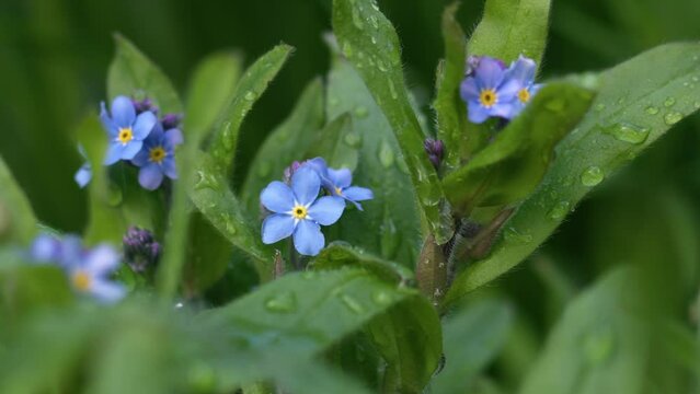 Forget me not flowers in full bloom on rainy day on green foliage background