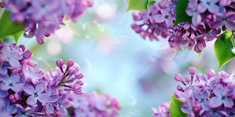 Blooming lilac bush, photo frame of lilac flowers close-up, background photo, holiday card, banner