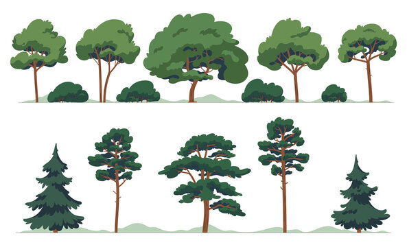 A set of deciduous and coniferous trees. Cartoon plants. Forest with trees in cartoon style. Vector illustration